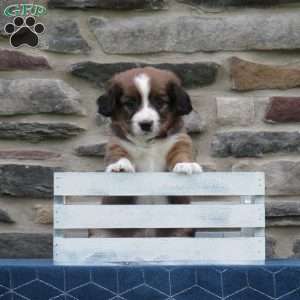 Carter, Cavalier King Charles Mix Puppy